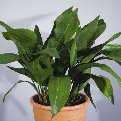 Cast Iron Plant (Aspidistra elatior)