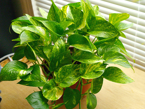 Devils ivy (Golden Pothos)