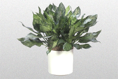 Emerald star (Aglaonema)