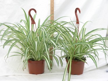 Spider plant (Chlorophytum Comosum)